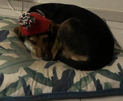 Chien couché portant un bonnet de Noël