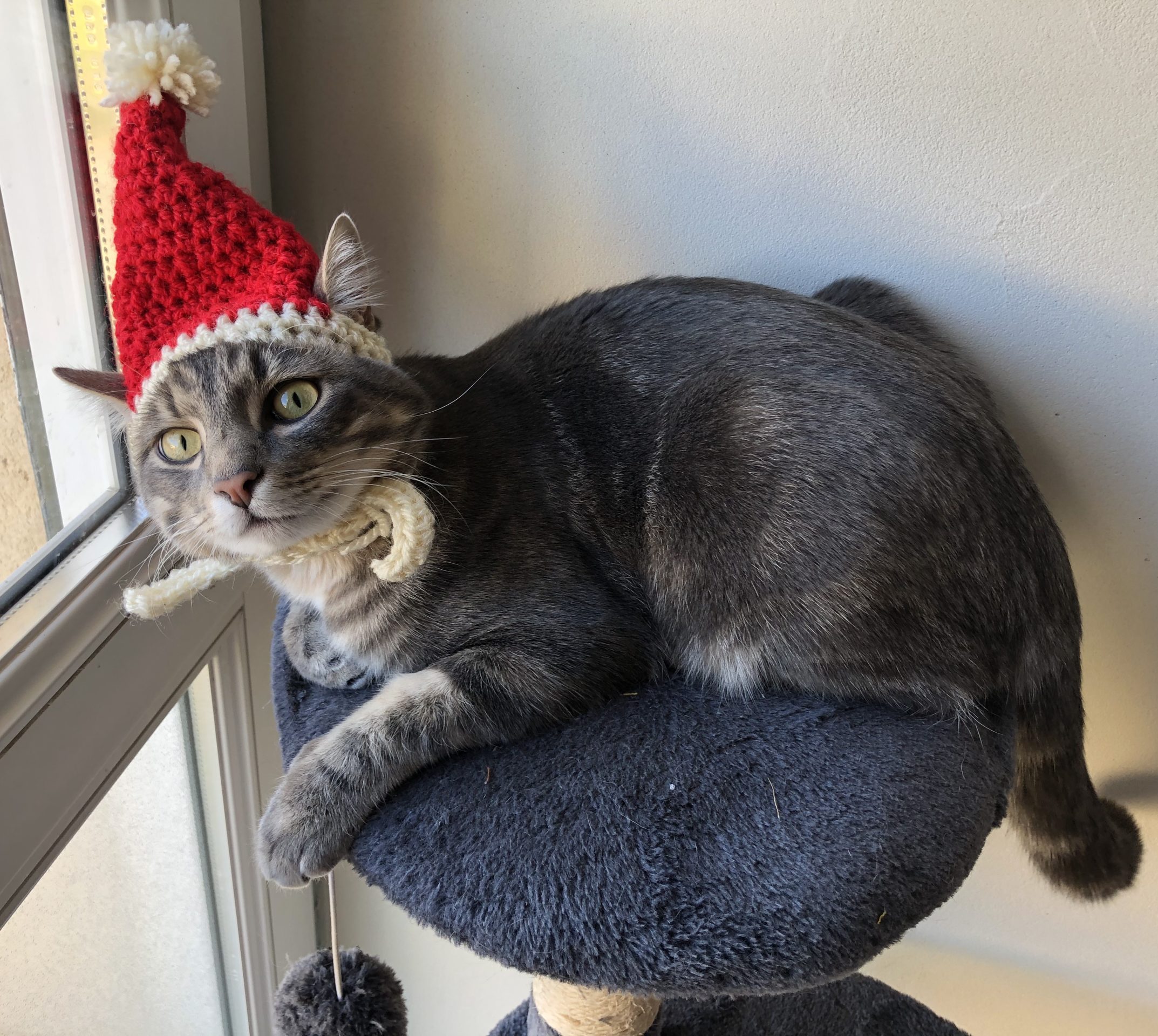 Chat couché portant un bonnet de Noël